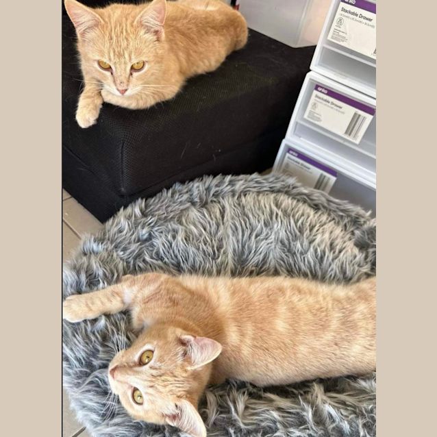 Photo of Butterscotch & Maple 