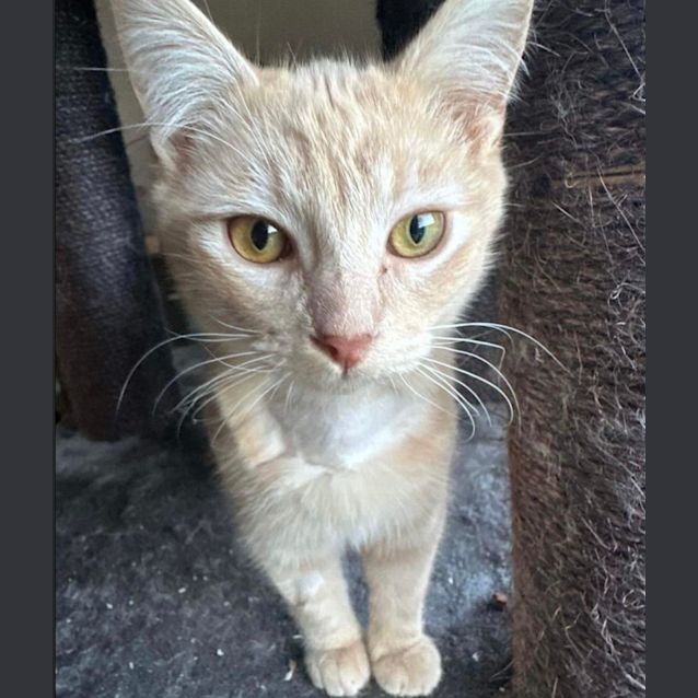 Photo of Butterscotch & Maple 