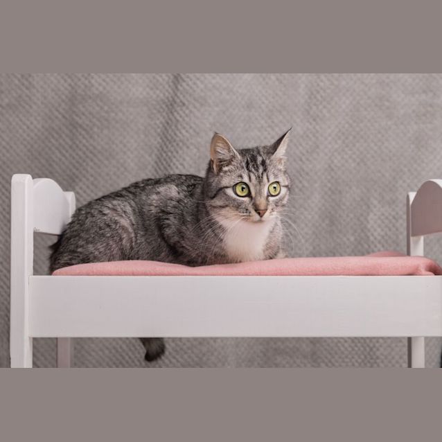 Photo of Mumma Mia ** 2nd Chance Cat Rescue** 