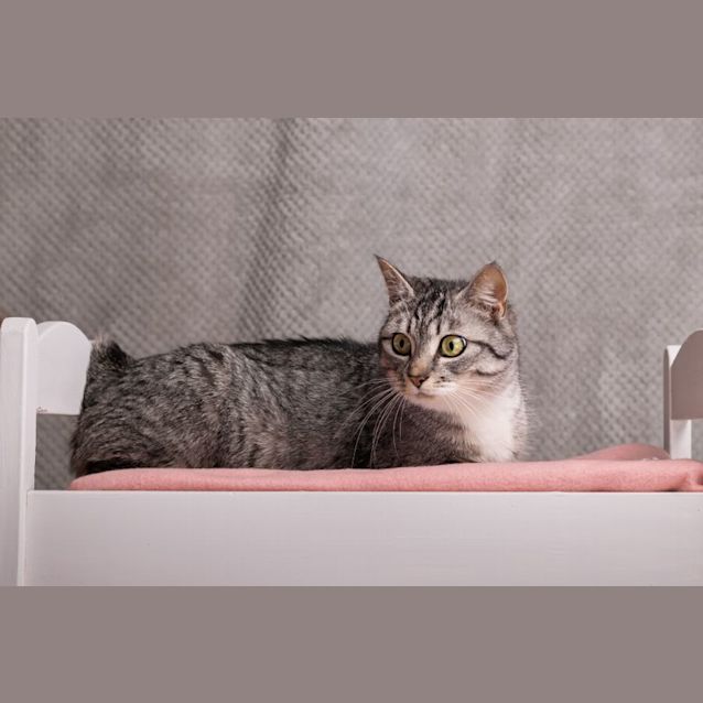 Photo of Mumma Mia ** 2nd Chance Cat Rescue** 