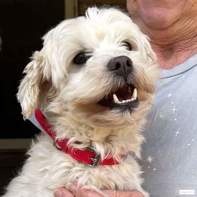 Photo of Harley