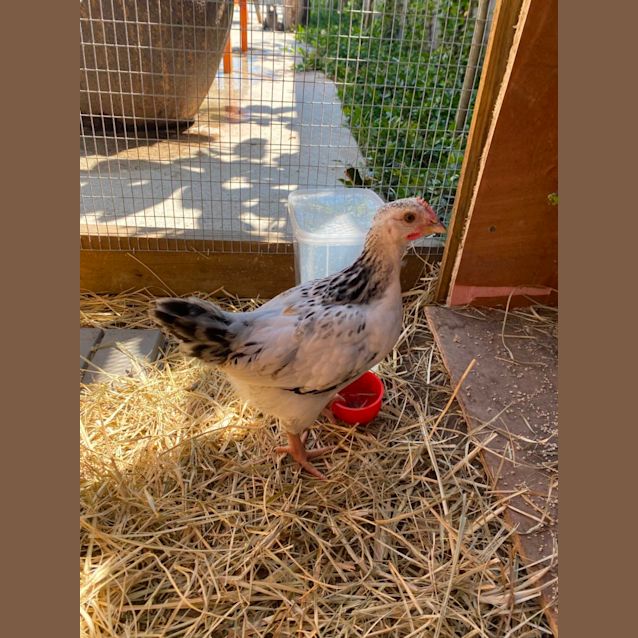 Photo of Roost And Winter