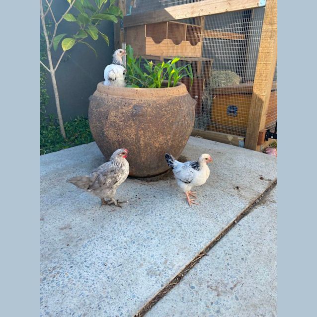 Photo of Roost And Winter