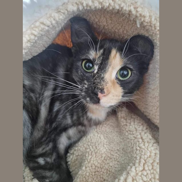 Photo of S’mores Meet Me At Petstock Keysborough 28/9