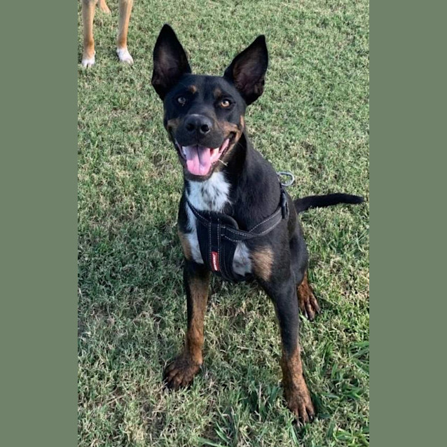 Photo of Brownie