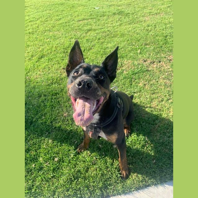 Photo of Brownie