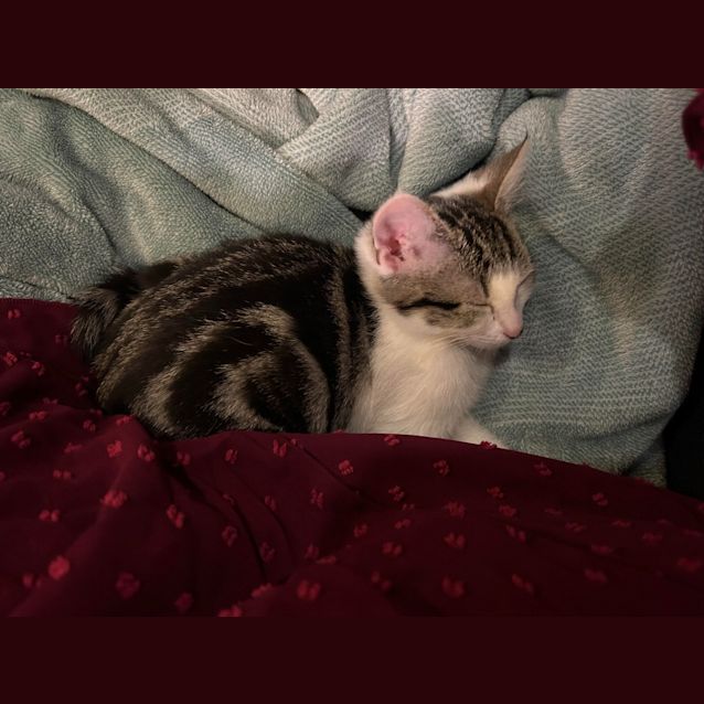 Photo of Tiny
