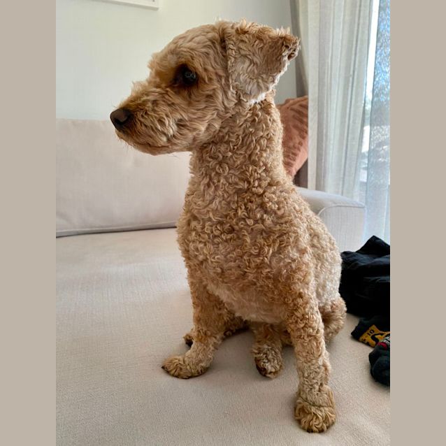Photo of Murphy   6 Year Old Maltese X Poodle (Trial)