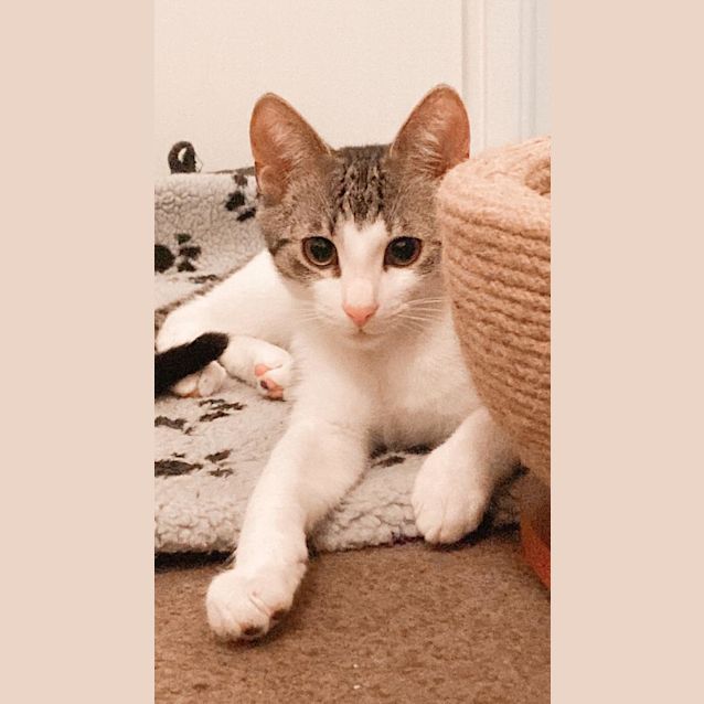 Photo of Skipper And Matey