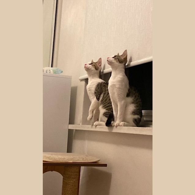 Photo of Skipper And Matey