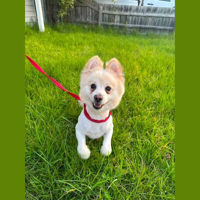 Photo of Ginkgo 🤗💛