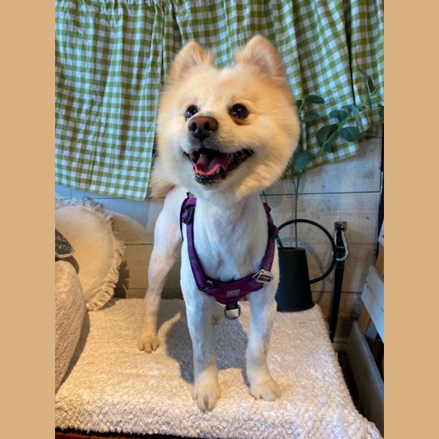 Photo of Ginkgo 🤗💛