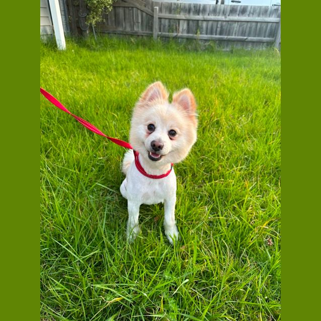 Photo of Ginkgo 🤗💛