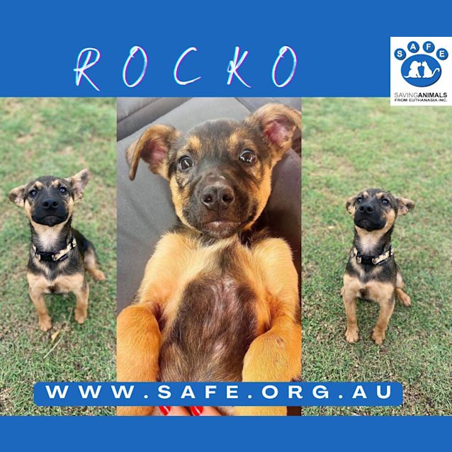 Photo of Rocko