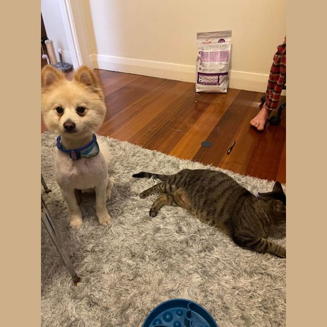 Photo of Ginkgo 🤗💛