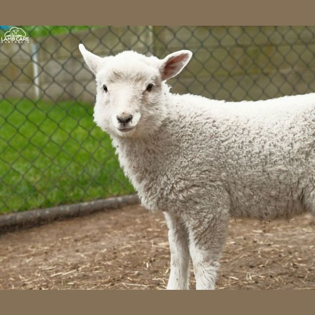 Photo of Sunny (Female) And Freckles (Male)