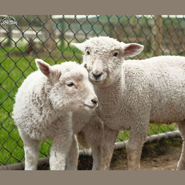 Photo of Sunny (Female) And Freckles (Male)