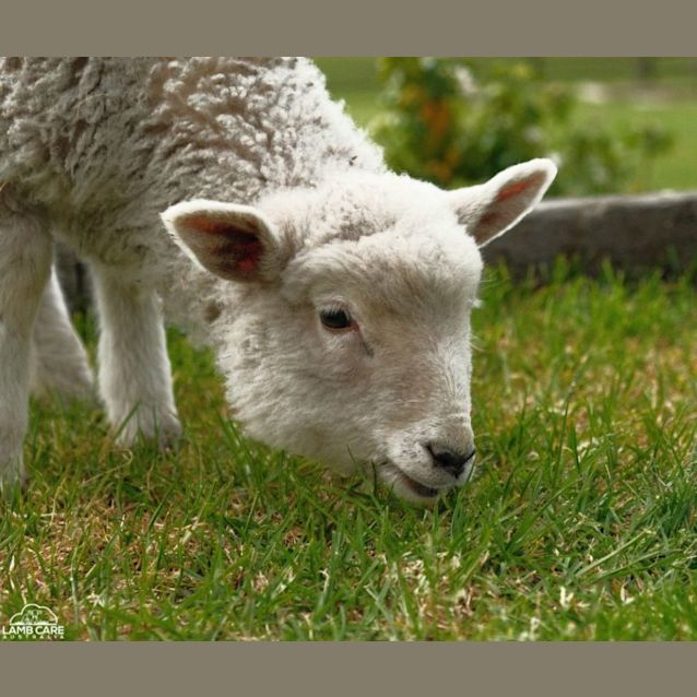 Photo of Sunny (Female) And Freckles (Male)