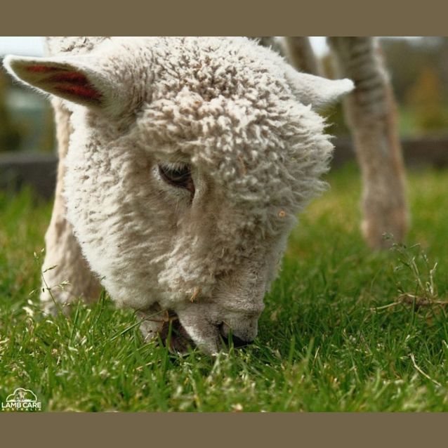 Photo of Sunny (Female) And Freckles (Male)