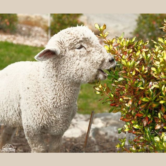 Photo of Sunny (Female) And Freckles (Male)
