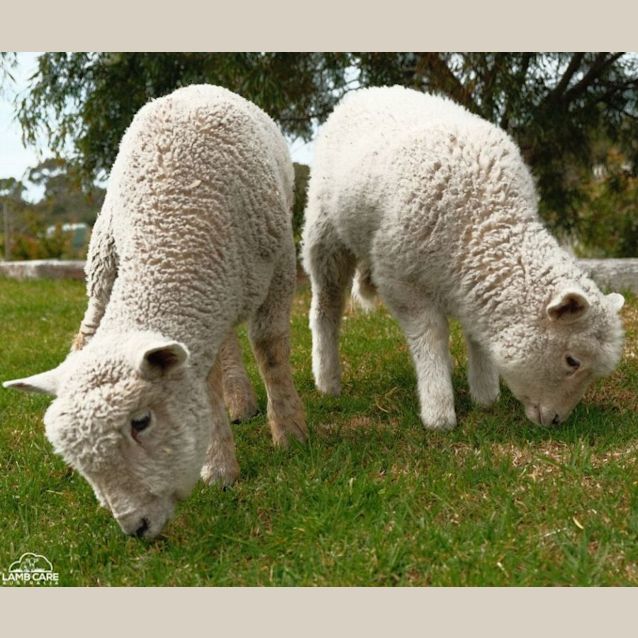 Photo of Sunny (Female) And Freckles (Male)
