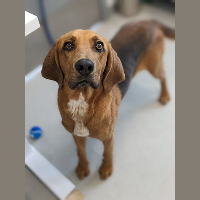 Adopt Me Bloodhound Pet Guide 2023