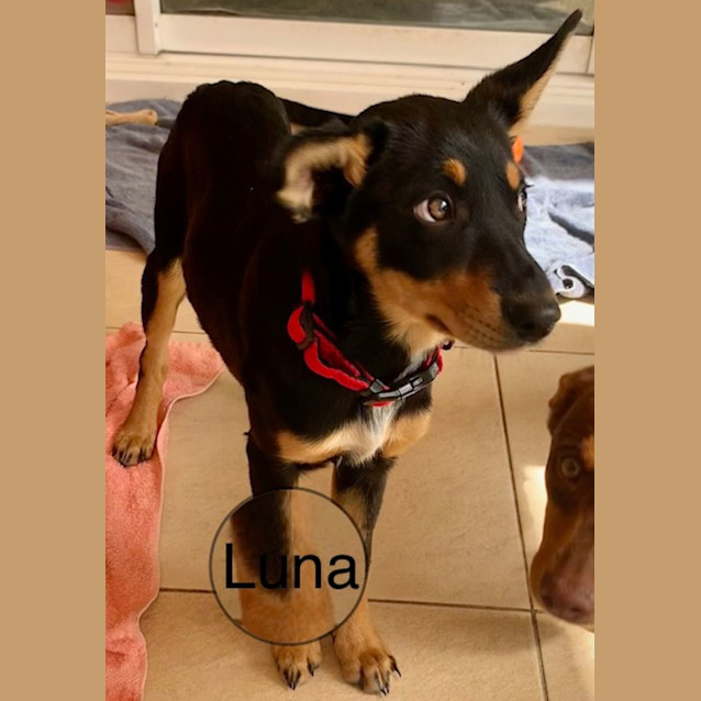 Photo of Luna