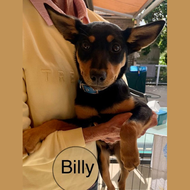 Photo of Billy 