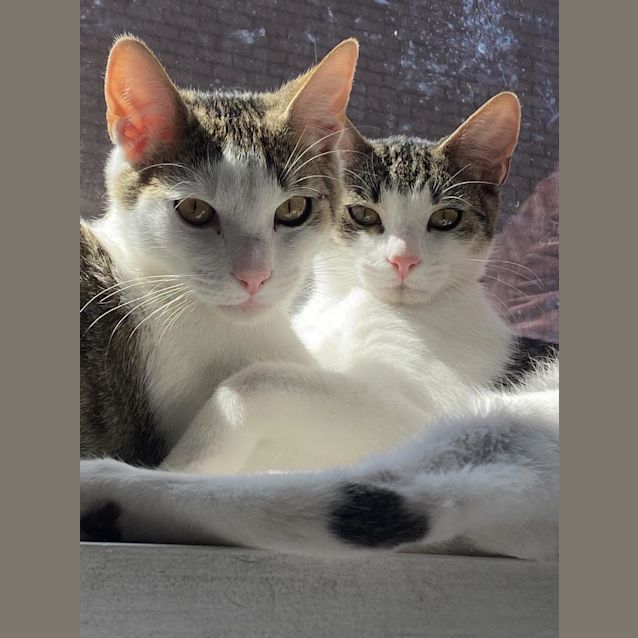 Photo of Skipper And Matey