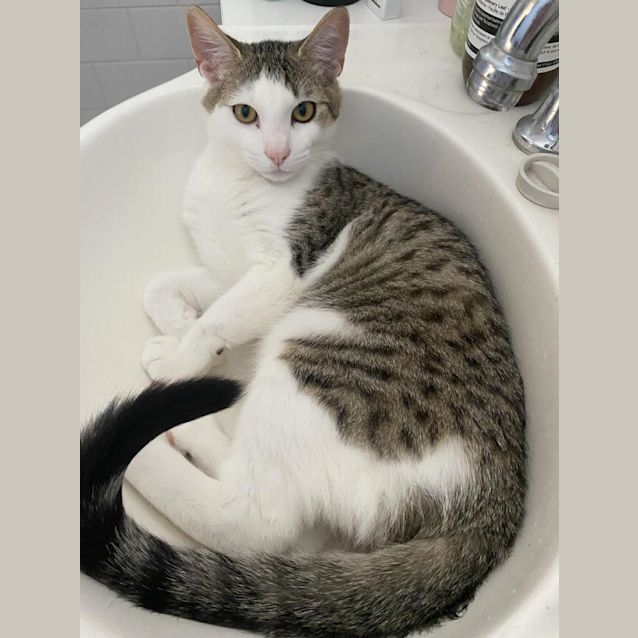 Photo of Skipper And Matey