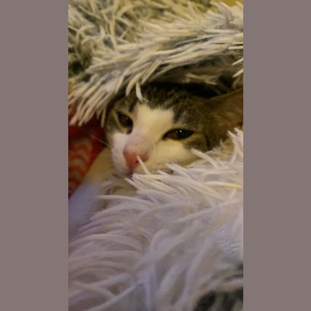 Photo of Skipper And Matey