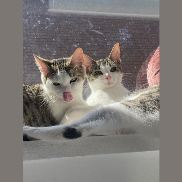 Photo of Skipper And Matey