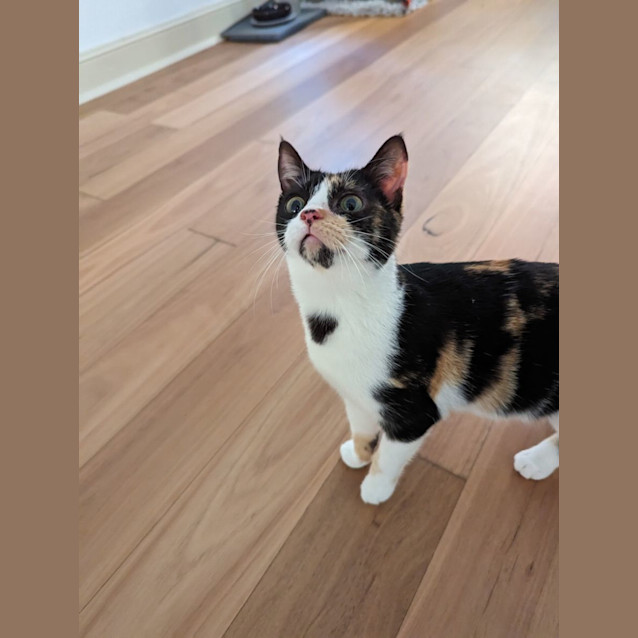 Photo of Miss Honey 🍯 