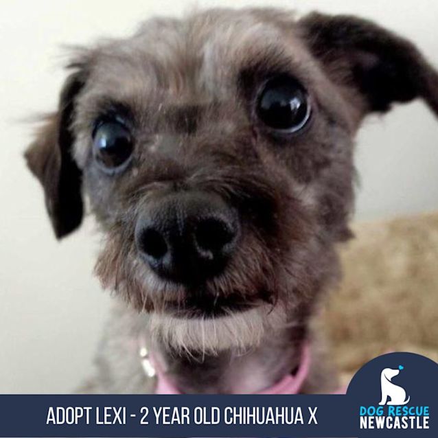 Photo of Lexi   2 Year Old Chihuahua X (Trial)