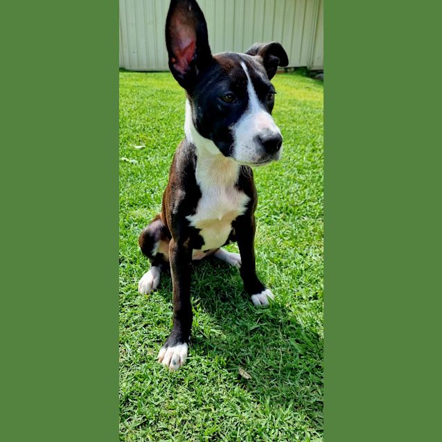 Photo of Dove   4 Month Old Staffy X (Trial)