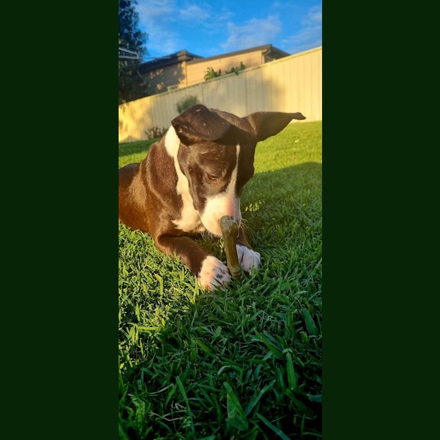 Photo of Dove   4 Month Old Staffy X (Trial)