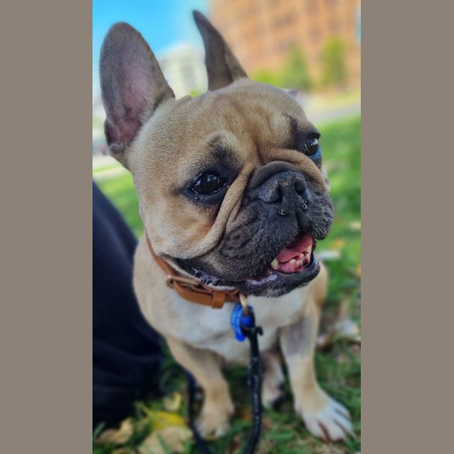 Photo of Evie   3 Year Old French Bulldog (Trial)