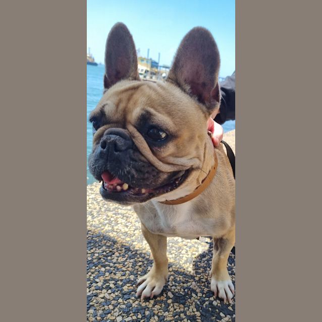 evie-3-year-old-french-bulldog-trial-small-female-french-bulldog
