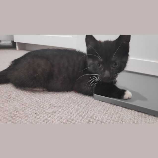 Photo of Freyja