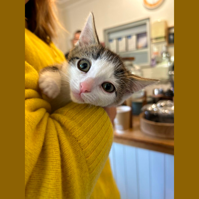 Photo of Orangello And Jellytot