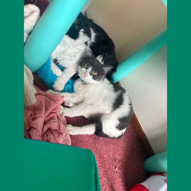 Rosemarie Female Domestic Medium Hair Mix Cat in VIC PetRescue