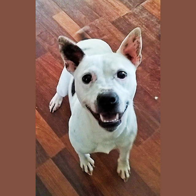 Photo of Buster