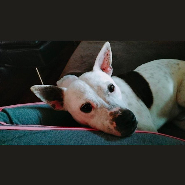 Photo of Buster