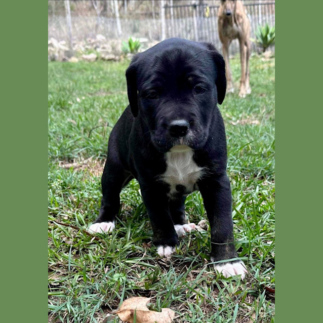 Photo of Midnight