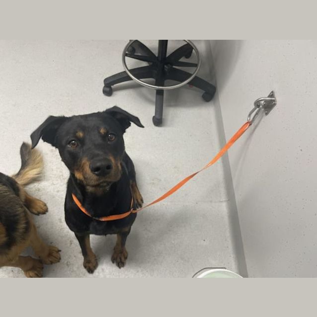 Photo of Domino Imp 1525