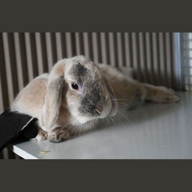 Photo of Snoodle 279
