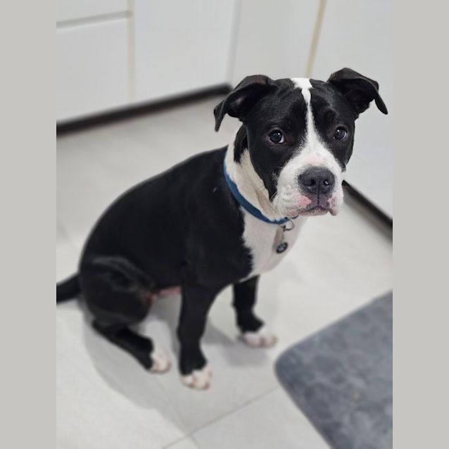 Photo of Norman   6 Month Old Catahoula X (Trial)