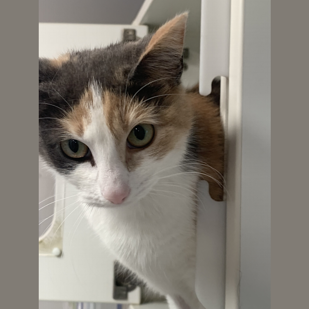 Photo of Honey