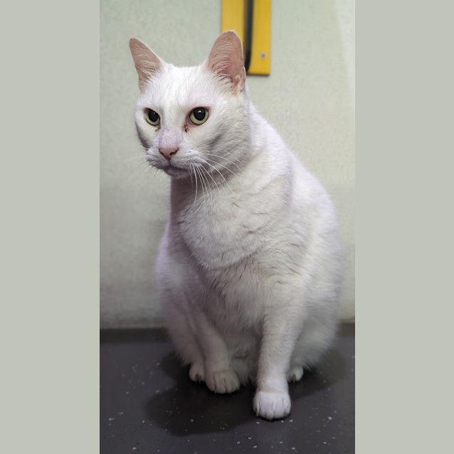 Photo of Snowball