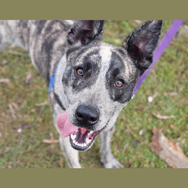 Photo of Banjo